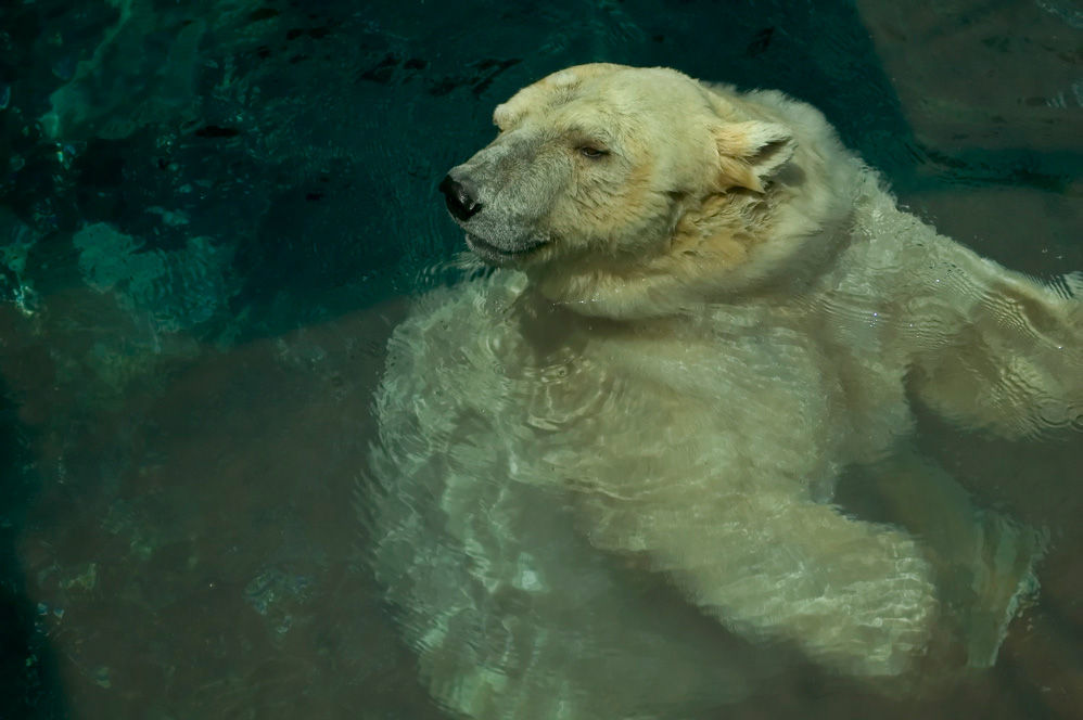 Polar Bear Sniffing